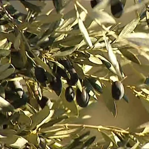 254260973-santa-barbara-crete-olive-family-olive-cultivation-olive-tree