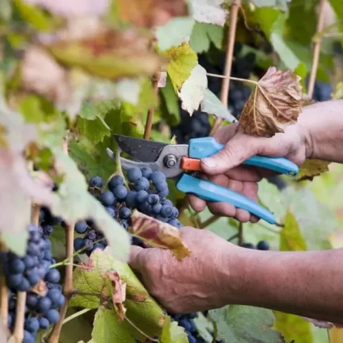 Grape-Harvest