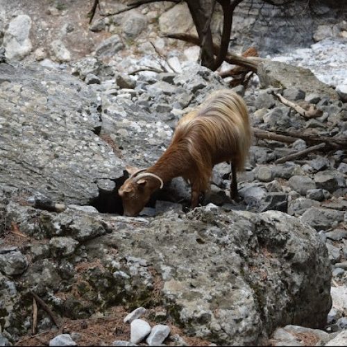 Imbros gorge2