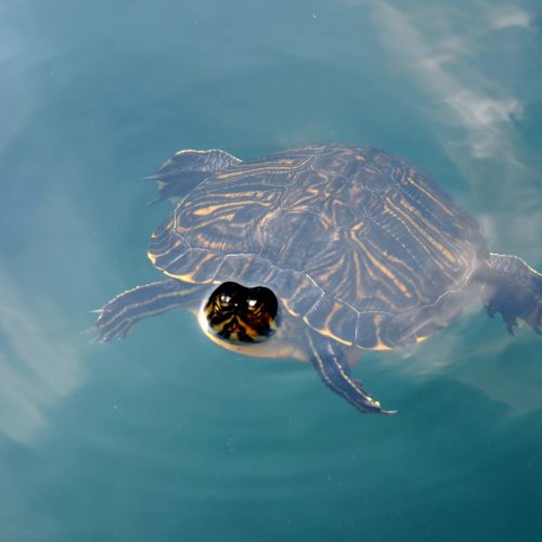 Close,Up,Portrait,Of,The,Turtle,(malaclemys,Terrapin),In,The