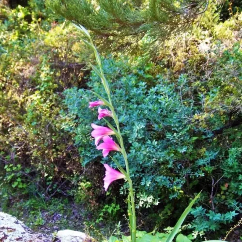 Nature-walk-of-Douliana-Almyrida-8-1-e1548508725934