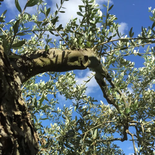 Olive-tree-SQ