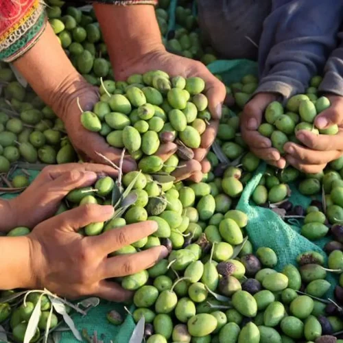 Palestine_Olives_pic_1_0