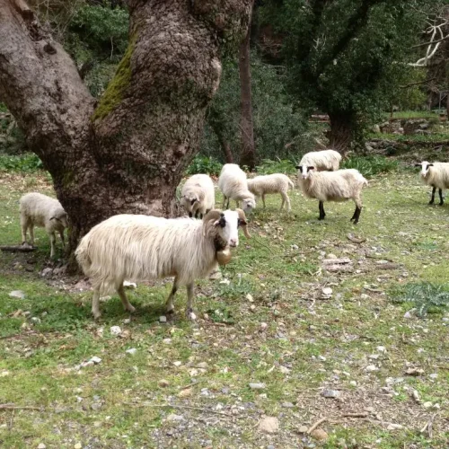 Premium-Safari-Tour-The-Secrets-of-Cretan-Wine-and-Olive-Oil-26