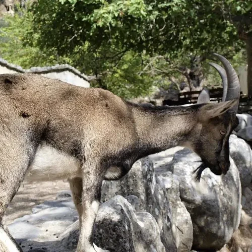 Samaria-Gorge-15