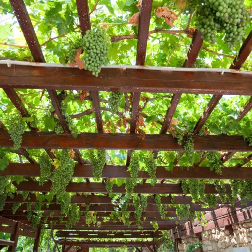 winery7