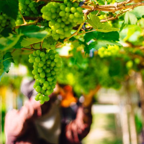 White,Wine,Grapes,In,Vineyard.